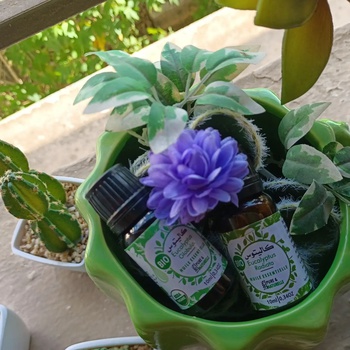 Huile d'eucalyptus, huile essentielle pure et naturelle fait par Les Huiles de l'Est flacon de 10 ml زيت الأوكالبتوس الأساسي's image