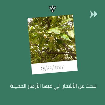 ماء الزهر المقطر الطبيعي راس قطار 500مل